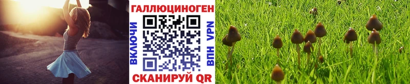 купить   Мышкин  Псилоцибиновые грибы мицелий 